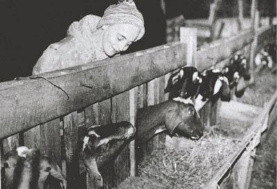 Supervising stanchioned goats at their feed trough.